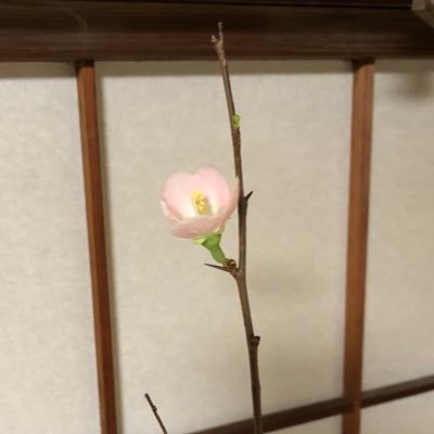 成人済み20↑社会人腐グラブルエンジョイ勢コラボカフェ好き🍹 沼:刀剣/FGO/グラブル/KH/鬼滅/呪術/FF7R/twst/MDZS/CQL/ウマ娘/渣反/天官/ツルネ/WT/エネアド/ブルロ/鰤/ヒプマイ 最近右41沼、ユハ一斬一白黒沼、サマイチ沼