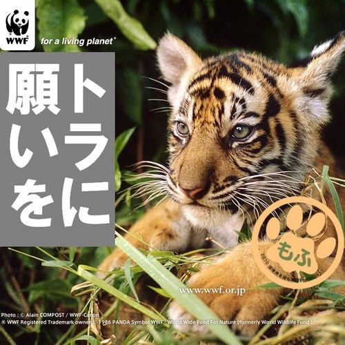 #StandingWithUkraine 動物大好きです。国境無き猫もふ団です。 ホッキョクグマを保護すべく毎月WWFに寄付してます。あなたも是非。フォロワーはフォローのきっかけですが、フォロー返しはしませんのであしからず。 あと、毒とエロも時々、さらに英語も少し吐きますのでご注意を