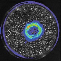 sellmyerlab (@sellmyerlab) 's Twitter Profile