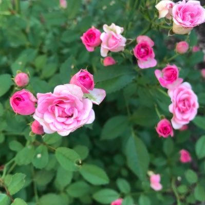 まいこさんのプロフィール画像