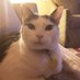 Pid🌈 (@pidthecat) Twitter profile photo Pid🌈 (@pidthecat) Twitter profile photo