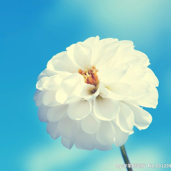 FloraZhao7's profile picture. 