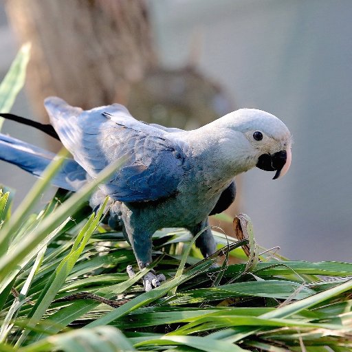 The Association for the Conservation of Threatened Parrots (ACTP) is a registered non-profit organisation; our goal is to preserve endangered parrots.