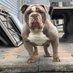 Kennys Kennels (@kennyskennels) Twitter profile photo Kennys Kennels (@kennyskennels) Twitter profile photo