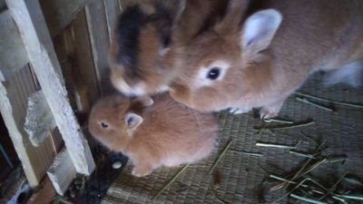 動物大好き💕家には、ウサギ🐰ネコ🐱犬🐶鶏🐔がいます。みんな、可愛いです✨私は、主にウサギ担当です。毎日1時間から2時間かけてお世話してます🥰
それから、リコーダーを吹いてます。アンサンブル楽しいです😀今度は、テナーリコーダーです☘️