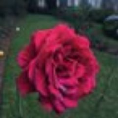 AK32112's profile picture. يارب أرحم فقيدنا الغالي
الله يرحمك ويغمد روحك الجنه