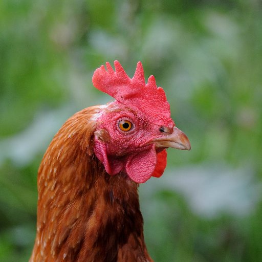 Animaux_Caen's profile picture. Ouvrons les yeux sur l'élevage, la pêche et les abattoirs. 

Groupe local @L214 de Caen (14 Calvados) & Normandie