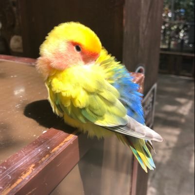 コガネメキシコインコとホオミドリウロコインコと毎日楽しく、癒されながら暮らしています☆鳥好きです！