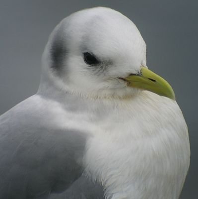 Observacións de aves en Galicia,NO da Península Ibérica.