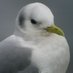 Aves en Galicia (@birdinggaliza) Twitter profile photo Aves en Galicia (@birdinggaliza) Twitter profile photo