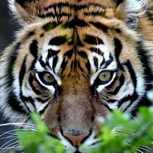I am.tiger
