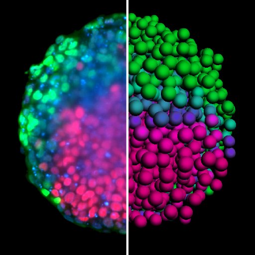 Multicellular Pattern Formation: Organoids, Synthetic Networks, Reaction Diffusion