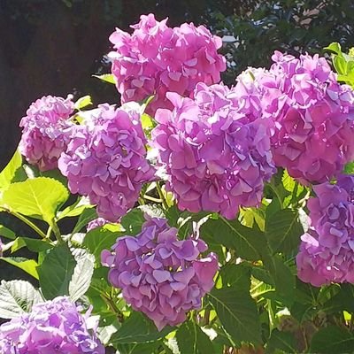 ふわふわ紫ひつじ H Purple Fuwa Twitter ふわふわ紫ひつじ H Purple Fuwa Twitter