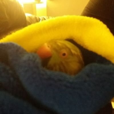 kie_tomo123's profile picture. fortnite foreva