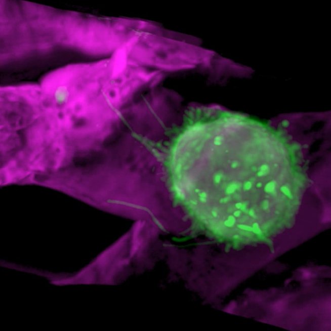 Our laboratory uses zebrafish to answer fundamental questions regarding stem cell biology, tissue morphogenesis, and mechanisms of cancer metastasis.