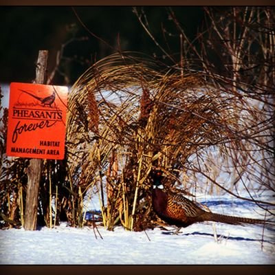 Official account for Pheasants Forever in South Dakota. Volunteers and staff working together to conserve and improve wildlife habitat across the state.