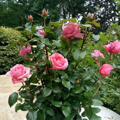 Cracou7's profile picture. 