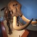 Museum of FL History (@museumflhistory) Twitter profile photo Museum of FL History (@museumflhistory) Twitter profile photo