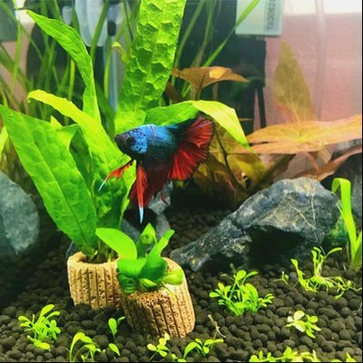 Aquarium 採卵最多記録更新 ママハナビ凄い 増えすぎるから次からは採卵やめて自然繁殖にしようかな アクアリウム ミクロラスボラハナビ