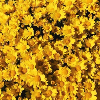 projectr2018's profile picture. 