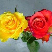 Pretty Roses & Beautiful Scenery(@Pretty_Roses_01) 's Twitter Profileg