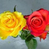 Pretty Roses & Beautiful Scenery (@pretty_roses_01) 's Twitter Profile