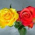 Pretty Roses & Beautiful Scenery (@pretty_roses_01) Twitter profile photo Pretty Roses & Beautiful Scenery (@pretty_roses_01) Twitter profile photo