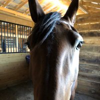 HorsePlay Racing(@HorseplayRacing) 's Twitter Profile Photo