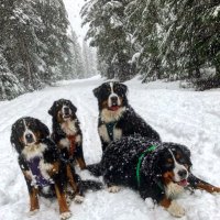 Berneseofpnw(@Berneseofpnw) 's Twitter Profile Photo