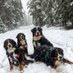 Berneseofpnw (@berneseofpnw) Twitter profile photo Berneseofpnw (@berneseofpnw) Twitter profile photo