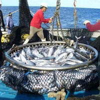 SustainPacFish (@sustainpacfish) 's Twitter Profile Photo SustainPacFish (@sustainpacfish) 's Twitter Profile Photo