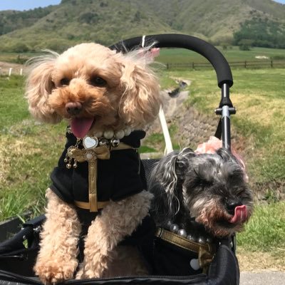 love_betty_abby's profile picture. MシュナBetty♀(2002.4.18～2019.1.9🎂16歳9ヵ月で永眠)とトイプーAbby♀(2013.10.30🎂11歳)とMシュナTina♀(2019.6.7🎂6歳)を溺愛💖 犬好きな人と繋がりたい💕無言フォロー歓迎❣️犬好きさんフォロバします✨