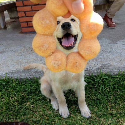 donutskotobabot Profile Picture