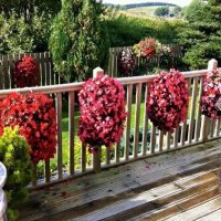 Corton Plants (@cortonplants) 's Twitter Profile