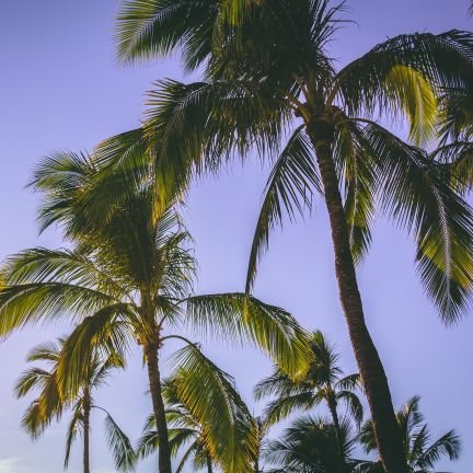 _MuffinNinja_'s profile picture. 