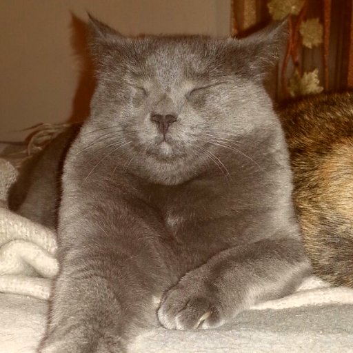 PaolaPArte's profile picture. L'ARTE  COMPRENDE TUTTO  🌺L'ARTE  PER  I BIMBI DI BIBBIANO                    🌺🌺 🌺           
_____________ NO PORN