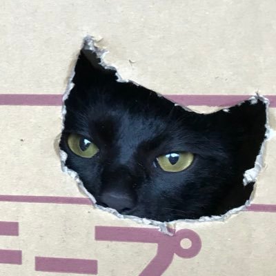 wakakiku_chan's profile picture. 生きてます