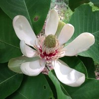 Trees and Shrubs Online (@idstso) 's Twitter Profile