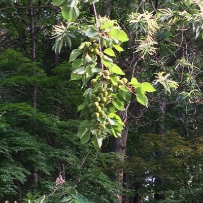 BM4BsePI8GQWVL6's profile picture. 한남때문에 괴로운 사람