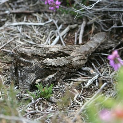 Dorset Nightjars:
A collaboration between Stour ringing group, Bournemouth university students and Biotrack providing daily updates from Poole's Nightjars.