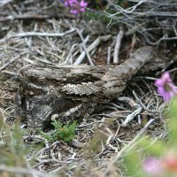 Dorset Nightjars (@dnightjars) 's Twitter Profile Photo Dorset Nightjars (@dnightjars) 's Twitter Profile Photo
