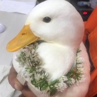 43 (@wasabi_callduck) 's Twitter Profile Photo 43 (@wasabi_callduck) 's Twitter Profile Photo