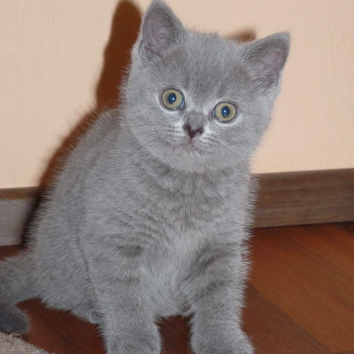 crushcesaro's profile picture. COOK Crushcesaro#3804