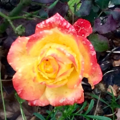 NotRequiredAny's profile picture. 