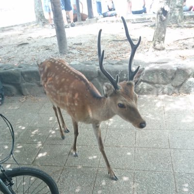 ore_in_acid's profile picture. おれいんさんって読みます絵描きさんたくさんフォローします。FGOが大大大好きです！！いつか型月作品を網羅してみたい モンスト/デレステ→渋谷凛/ミリシタ→星井美希/アズレン→愛宕/グラブル→クリュジータ/ガルカフェ/バンドリ→氷川沙夜/オルガル2/シャニマス/崩壊3rd/ダンガンロンパ好きパワポケ→神条紫杏 原神