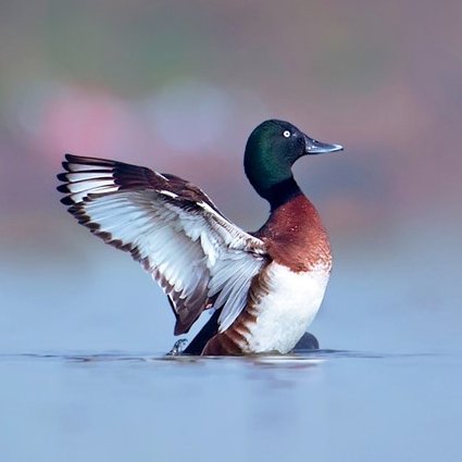 Baer's Pochard is Critically Endangered and we are the @EAAFP Baer's Pochard Task Force working to save it from extinction
