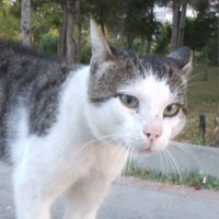 Ayhan NALBANT (@manalbant) 's Twitter Profile