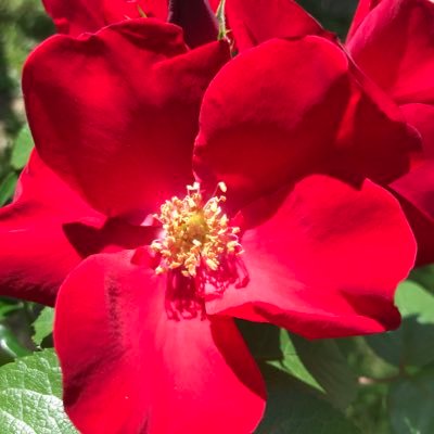 LianeGerste's profile picture. 