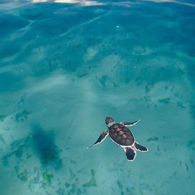 tonyypinedo's profile picture. 