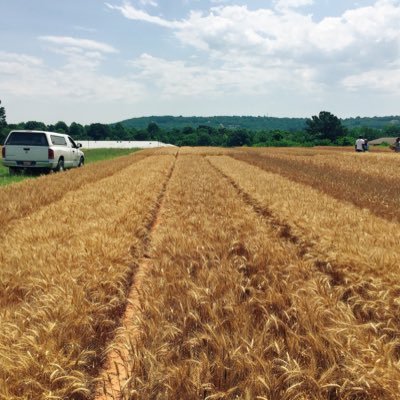 Texas A&M Aggie. Former wheat breeder at University of Arkansas. Current wheat breeder at Colorado State University. Opinions are my own.